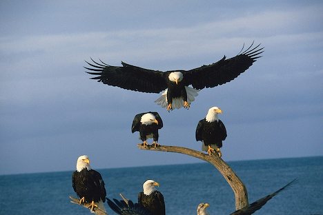bald eagle wallpaper. Eagles